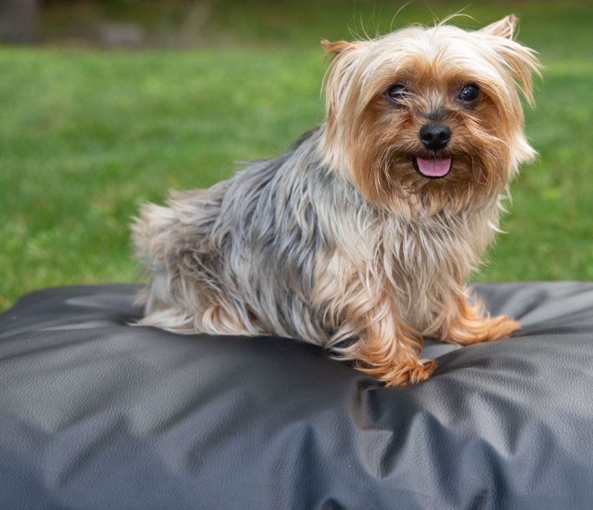 Nylon dog bed cover deals